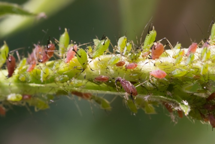 Растение клеома: фото, описание цветка, посадка и уход, правила выращивания
