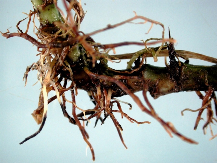 Растение клеома: фото, описание цветка, посадка и уход, правила выращивания