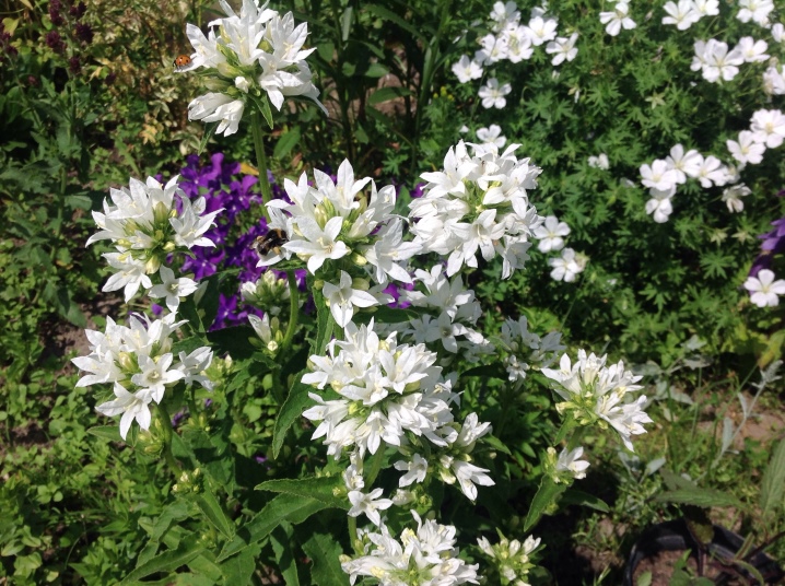 Колокольчик скученный (Campanula glomerata): фото и описание, выращивание из семян