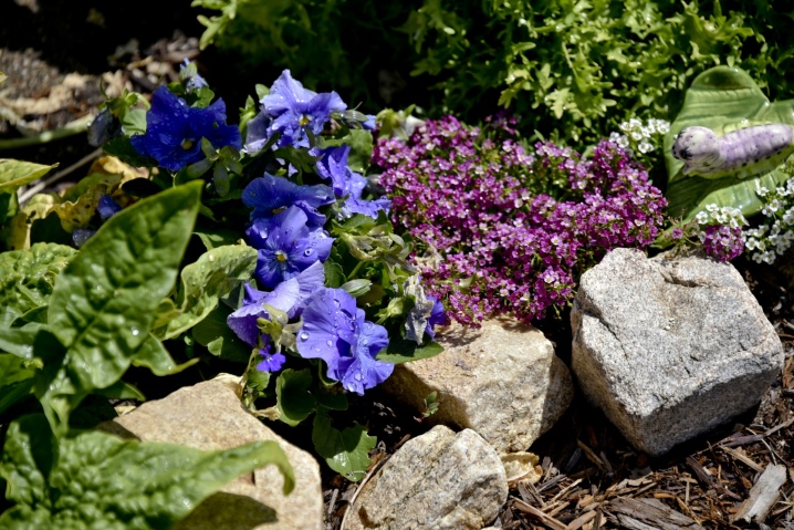 Колокольчик скученный (Campanula glomerata): фото и описание, выращивание из семян