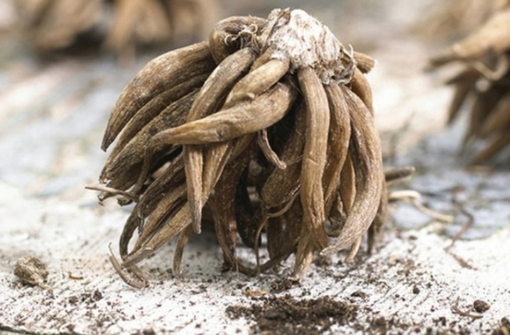 Ранункулюс (лютик) – посадка и уход в открытом грунте