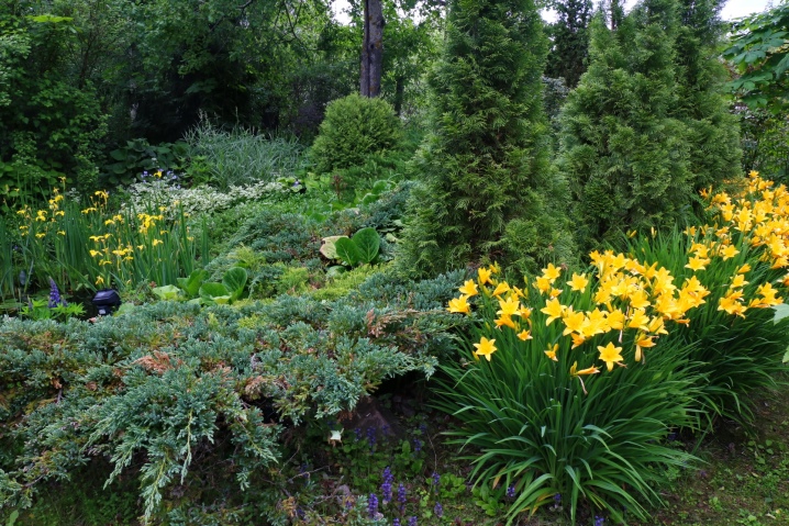 Желтые цветы многолетники: фото, садовые, ромашки, для клумб