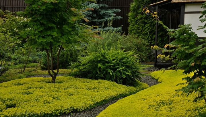 Желтые цветы многолетники: фото, садовые, ромашки, для клумб