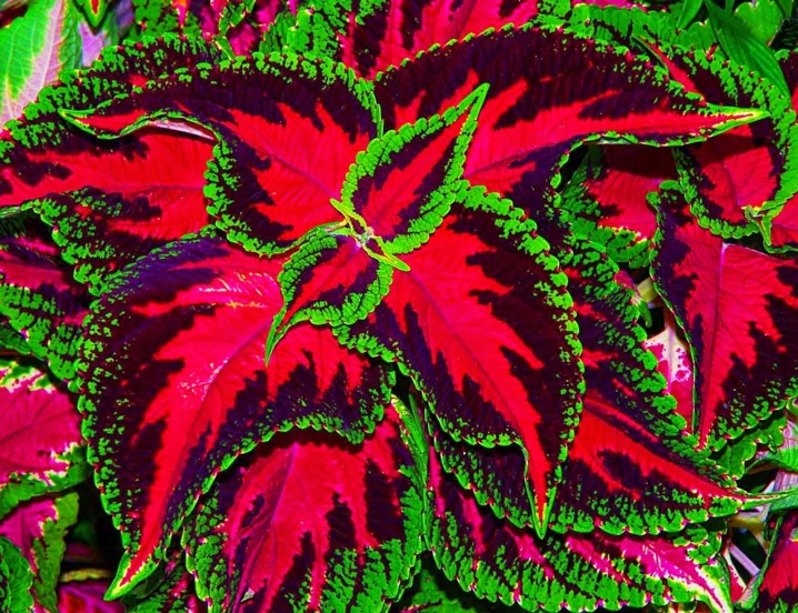 Светолюбивые комнатные растения (названия и фото), описание светолюбивых домашних теневыносливых цветов