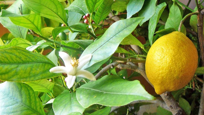 Чем подкормить лимон в домашних условиях - подкормки лимонного дерева в горшке, удобрения во время цветения и вегетации