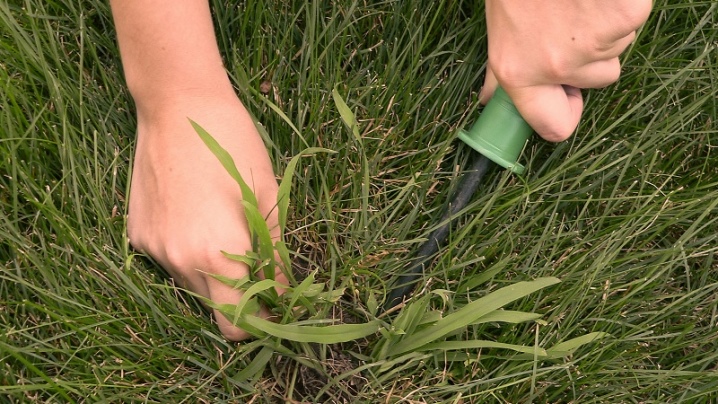 Чем обработать газон от сорняков: народные средства и гербициды