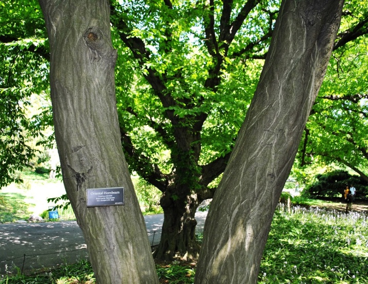Дерево граб: описание и применение древесины. Где растет