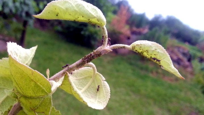 Чернеют листья на груше: что это, причины болезни, что делать и чем лечить, как бороться