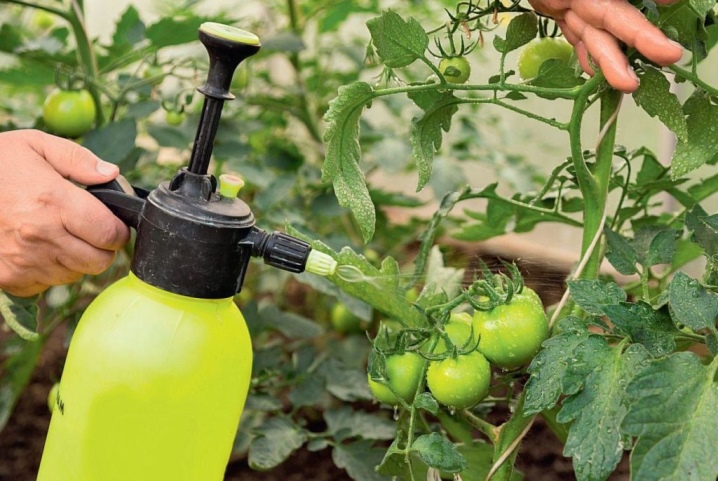 Подкормка томатов сульфатом калия: как развести? Как подкормить по инструкции? Внекорневая и корневая подкормка удобрением, применение в теплице и открытом грунте