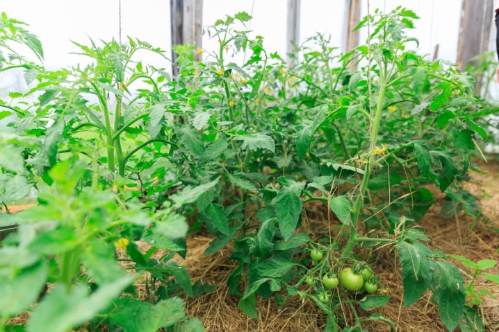 Чем подкормить помидоры после высадки в грунт и во время плодоношения