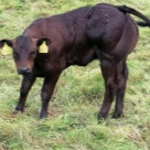 Отзыв про Бельгийская голубая порода коров