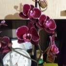 Отзыв про Орхидея Монпелье