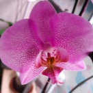 Отзыв про Орхидея Розовый Дракон (Пинк Дракон)