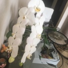 Отзыв про Орхидея Сого Юкидан