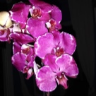 Отзыв про Орхидея Мальвина