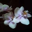 Отзыв про Орхидея Спаркс