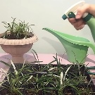Как выращивать гацанию из семян в домашних условиях?