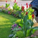Цветы канны: особенности выращивания в саду и домашних условиях