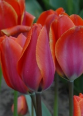 Как выращивают тюльпаны в голландии нет слов одни эмоции?