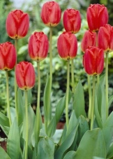 Как выращивают тюльпаны в голландии нет слов одни эмоции?