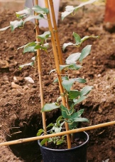 Как выращивать клематисы в домашних условиях?