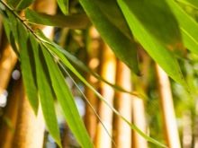 bambukovye oboi osobennosti 57