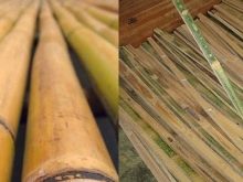 bambukovye oboi osobennosti 58
