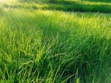 Как правильно сделать красивый газон   во дворе и на даче своими руками; пошаговая инструкция посадки травы осенью