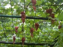 Можно ли выращивать виноград под навесом из поликарбоната?