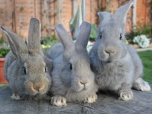 Как отличить зайца от кролика?