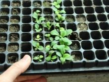 Петуния: выращивание из семян, посадка в открытый грунт и уход