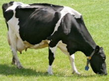 Монбельярдская порода коров характеристика