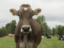 Монбельярдская порода коров характеристика