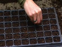 Как выращивать виолу из семян в домашних условиях на рассаду?