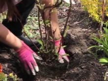 Гортензия садовая посадка и уход в открытом грунте в сибири