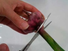 Гладиолусы отцвели, что делать дальше: когда обрезать и выкапывать, видео об уходе после цветения