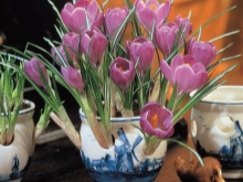 Цветок крокус как выращивать в домашних условиях