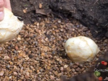 Посадка и уход за рябчиком (26 фото): как сажать цветок в открытый грунт осенью? В каком месяце правильно посадить луковицы? Как пересаживать фритиллярию?
