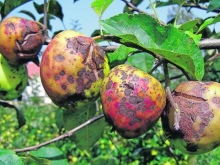 Какие вредители и болезни встречаются на плодовых деревьях и как с ними бороться