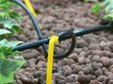Как вырастить баклажаны в теплице?