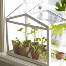 Мини-теплица для квартиры: огород круглый год, не выходя из дома