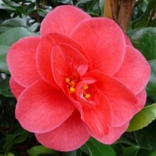 Камелия: описание цветка, правильный уход и содержание