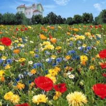 Цветы для газонов, цветущие все лето, виды и сорта, видео