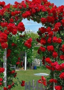 Плетистая роза сантана посадка и уход в открытом грунте