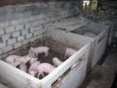 Фермер раскололся: Как сделать и обустроить загон для свиней