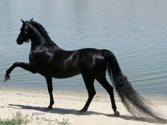 Красивые лошади (50 фото): список самых необычных пород коней в мире. Оченьредкие масти