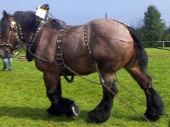 Лошадь-тяжеловоз (55 фото): характеристика советской, бельгийской,французских и других пород тяжеловесов. Какой средний вес у коней? Какправильно воспитывать маленьких жеребят этой породы?