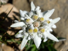 Эдельвейс альпийский (24 фото): «Снежное царство» и другие сорта. Ихпосадка и уход. Выращивание из семян. Использование цветка в ландшафтномдизайне