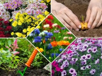 Цветники и клумбы своими руками; в саду и на даче; идеи, фото и схемы оформления