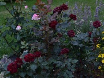 Лучшие сорта черных роз: посадка и уход